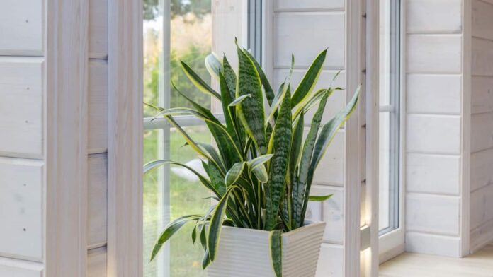 as-10-plantas-charmosas-que-embelezam-sua-casa-e-cuidam-da-sua-saude