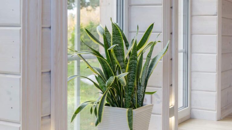 as-10-plantas-charmosas-que-embelezam-sua-casa-e-cuidam-da-sua-saude