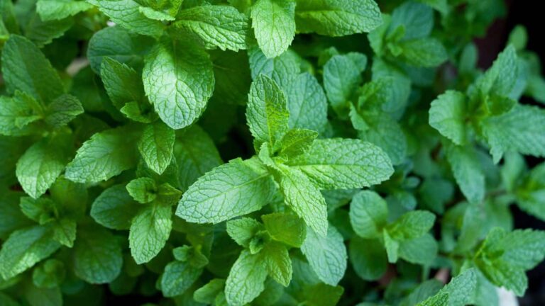 as-dez-plantas-medicinais-que-ajudam-a-saude-do-coracao-e-sao-faceis-de-plantar