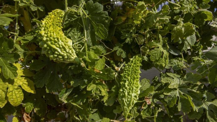 planta-milagrosa-que-elimina-problemas-de-pele,-feridas-e-queimaduras-em-poucos-dias