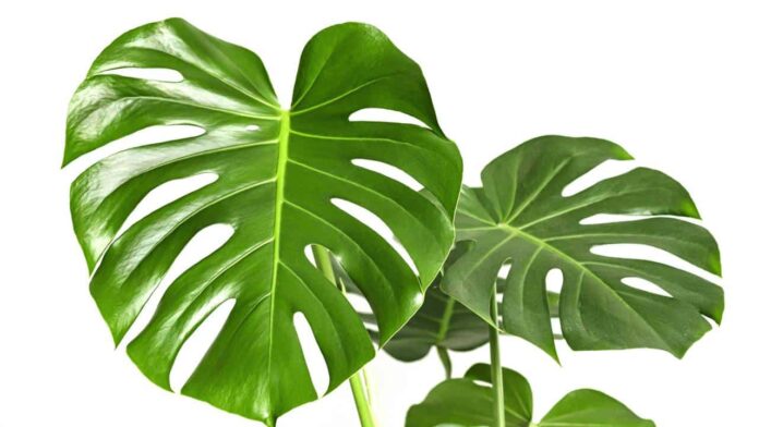 esta-planta-ajuda-a-reduzir-o-estresse-e-a-melhorar-a-qualidade-do-ar-em-sua-casa esta-planta-ajuda-a-reduzir-o-estresse-e-a-melhorar-a-qualidade-do-ar-em-sua-casa