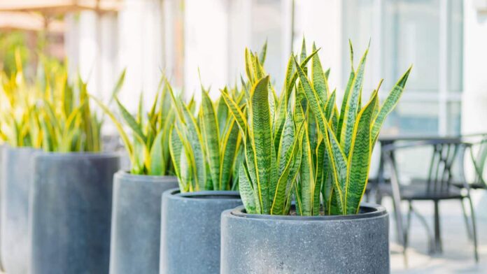 as-5-plantas-que-sobrevivem-mesmo-com-pouco-cuidado-e-falta-de-agua as-5-plantas-que-sobrevivem-mesmo-com-pouco-cuidado-e-falta-de-agua