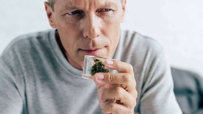 produtos-nao-registrados-de-cannabis-e-cogumelos-sao-proibidos-pela-anvisa