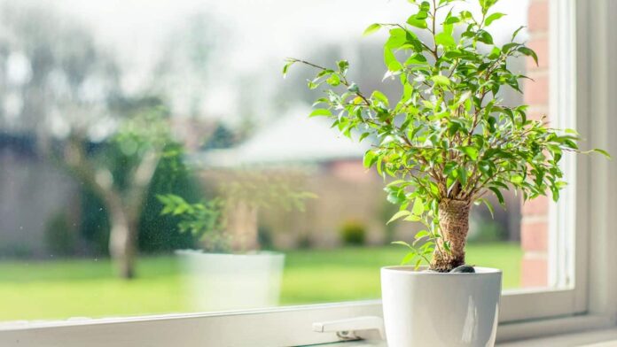 essas-3-plantas-ajudam-a-melhorar-resfriados-fortes-e-ainda-crescem-facilmente-em-casa