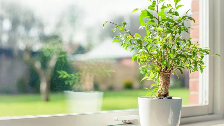 essas-3-plantas-ajudam-a-melhorar-resfriados-fortes-e-ainda-crescem-facilmente-em-casa
