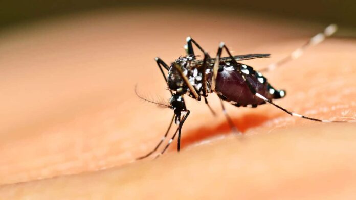 brasil-registra-primeira-vacina-contra-dengue-desenvolvida-pelo-butantan