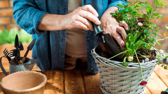 feng-shui-alerta-que-as-plantas-nao-devem-ser-mantidas-dentro-de-casa-porque-atraem-a-solidao feng-shui-alerta-que-as-plantas-nao-devem-ser-mantidas-dentro-de-casa-porque-atraem-a-solidao