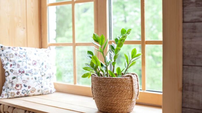 as-4-plantas-ideais-para-ambientes-climatizados-que-deixam-a-casa-mais-confortavel as-4-plantas-ideais-para-ambientes-climatizados-que-deixam-a-casa-mais-confortavel