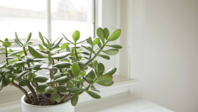 as-plantas-ideais-para-atrair-energia-positiva-e-renovar-a-decoracao-da-sua-casa-em-2026 as-plantas-ideais-para-atrair-energia-positiva-e-renovar-a-decoracao-da-sua-casa-em-2026