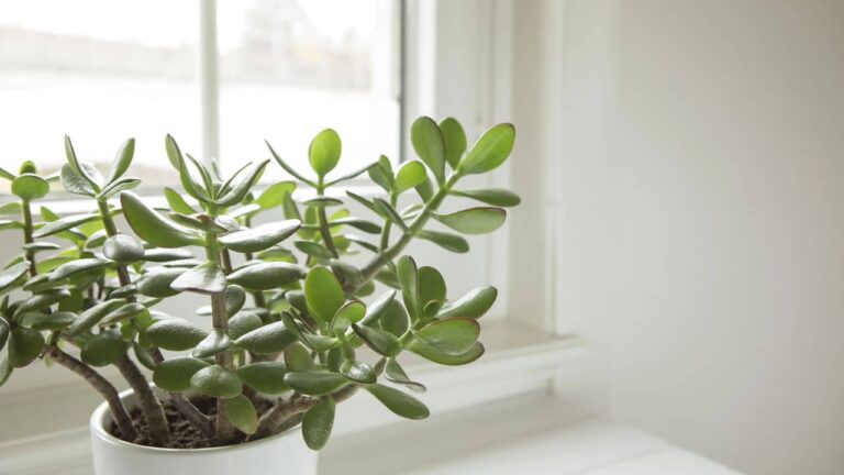 as-plantas-ideais-para-atrair-energia-positiva-e-renovar-a-decoracao-da-sua-casa-em-2026