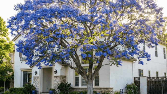 conheca-a-arvore-com-flores-azuis-que-aguenta-sol,-chuva-e-pouca-manutencao-e-ainda-deixa-a-frente-da-casa-elegante conheca-a-arvore-com-flores-azuis-que-aguenta-sol,-chuva-e-pouca-manutencao-e-ainda-deixa-a-frente-da-casa-elegante