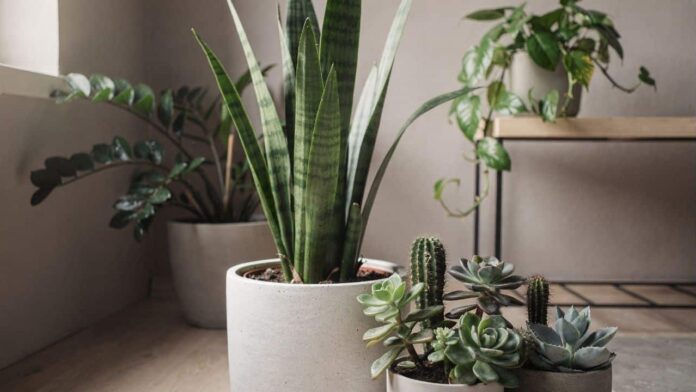 5-plantas-resistentes-que-precisam-de-agua,-voce-pode-cuidar-com-pouco-espaco-e-so-regar-quando-lembrar