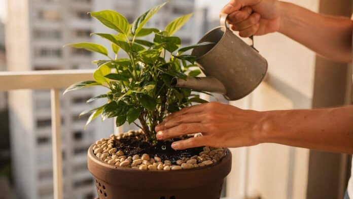 jardinagem-sem-erros-revela-6-segredos-que-previnem-fungos,-como-regar-pela-manha-e-usar-agua-em-temperatura-ambiente