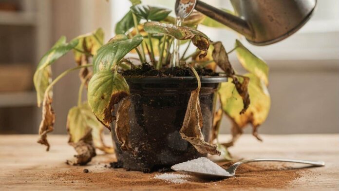 adeus-as-plantas-murchas:-o-truque-do-acucar-que-as-revive-em-24-horas-e-a-canela-usada-pelos-jardineiros