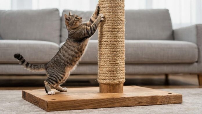 construa-em-casa-um-poste-para-arranhar-de-sisal-e-madeira-que-resista-ao-uso-intenso-de-gatos-e-proteja-seus-moveis