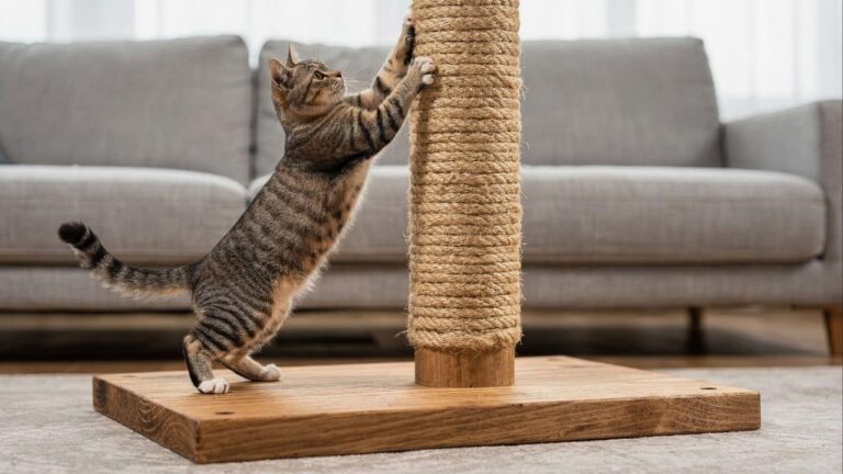 construa-em-casa-um-poste-para-arranhar-de-sisal-e-madeira-que-resista-ao-uso-intenso-de-gatos-e-proteja-seus-moveis