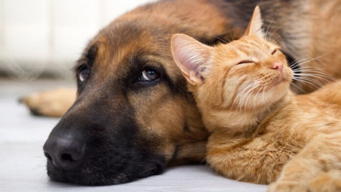 sao-paulo-sanciona-lei-que-permite-enterrar-animais-de-estimacao-em-sepulturas sao-paulo-sanciona-lei-que-permite-enterrar-animais-de-estimacao-em-sepulturas
