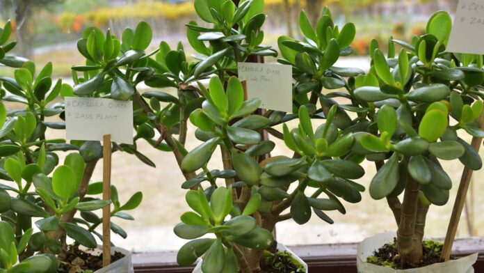 5-plantas-que-combinam-com-momentos-de-renovacao-pessoal-e-novos-ciclos 5-plantas-que-combinam-com-momentos-de-renovacao-pessoal-e-novos-ciclos