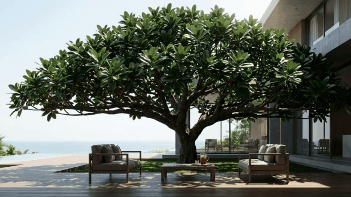 adeus-sol-quente:-arvore-ornamental-que-valoriza-sua-casa-e-forma-uma-copa-gigante