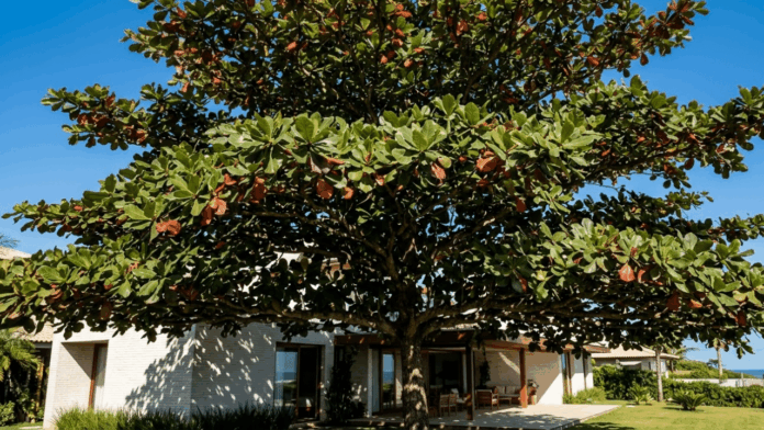 adeus-sol-quente:-arvore-ornamental-cria-sombra,-valoriza-o-terreno-e-deixa-a-casa-mais-fresca adeus-sol-quente:-arvore-ornamental-cria-sombra,-valoriza-o-terreno-e-deixa-a-casa-mais-fresca
