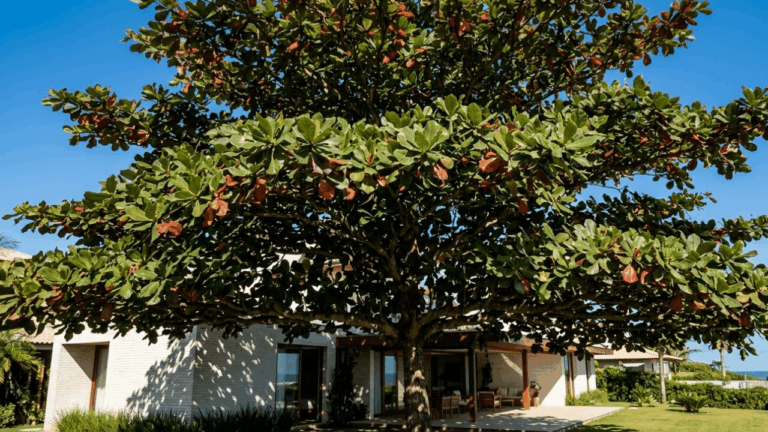 adeus-sol-quente:-arvore-ornamental-cria-sombra,-valoriza-o-terreno-e-deixa-a-casa-mais-fresca