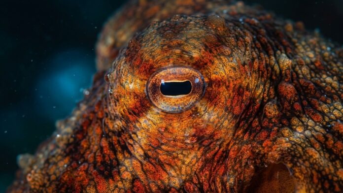 o-alienigena-do-oceano:-o-animal-que-tem-3-coracoes,-9-cerebros-e-sangue-azul