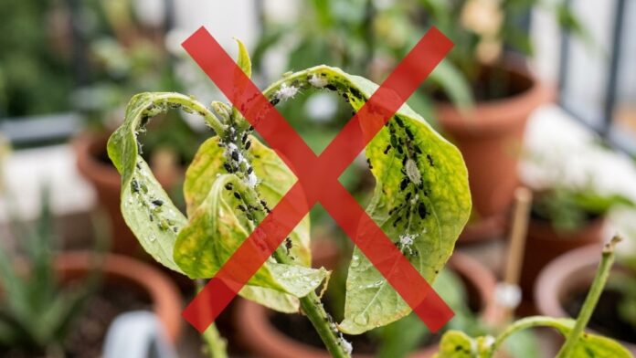 o-spray-milagroso-com-3-ingredientes-que-protege-suas-plantas-contra-pragas-(sem-veneno-e-sem-gastar-nada)
