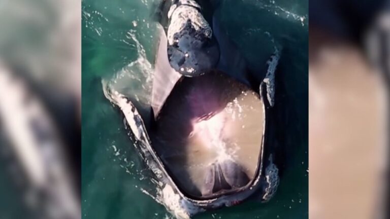 baleia-franca-surpreende-apos-ser-flagrada-‘bocejando’-em-cena-impressionante-no-mar-de-sc