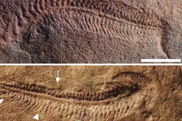 o-misterio-dos-destros-pode-estar-escondido-em-um-fossil-de-550-milhoes-de-anos