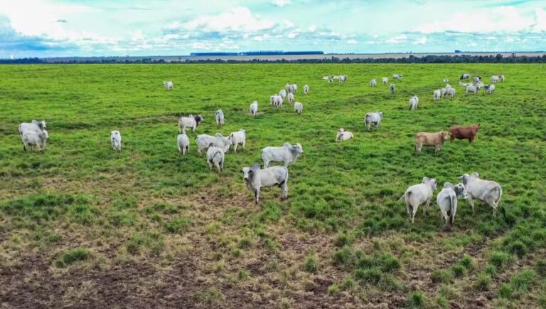 fenomeno-climatico-pode-reduzir-producao-de-carne-e-elevar-custos-no-campo