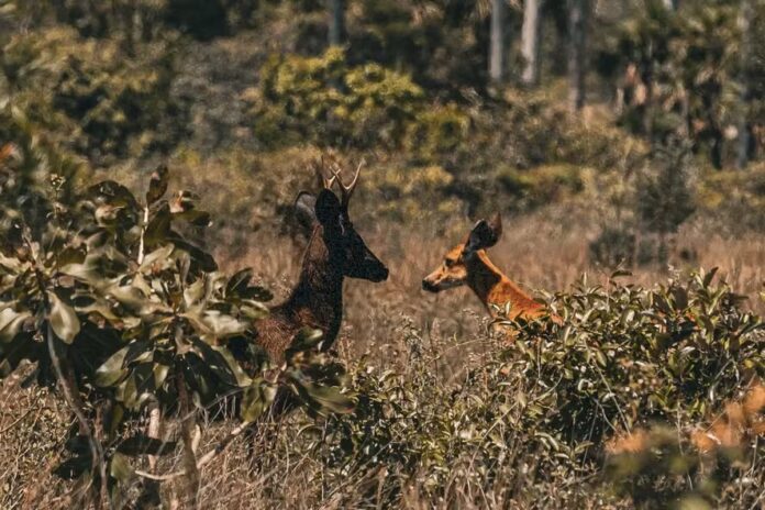ciencia-confirma-existencia-de-“veado-preto”-no-pantanal-pela-primeira-vez