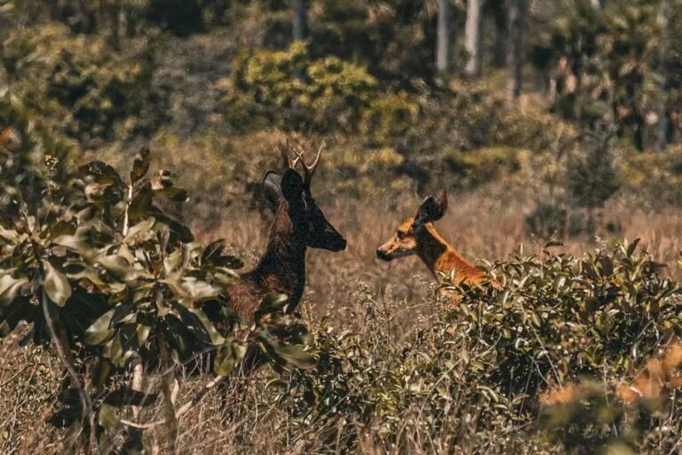 ciencia-confirma-existencia-de-“veado-preto”-no-pantanal-pela-primeira-vez